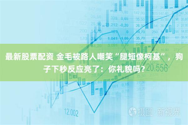 最新股票配资 金毛被路人嘲笑“腿短像柯基”，狗子下秒反应亮了：你礼貌吗？